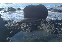 A Hawaiian monk seal observed on the North Shore of Oahu.