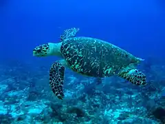 Hawksbill sea turtle