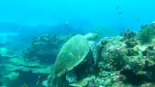 A beautiful hawksbill turtle foraging on the reefs at Ilha do Fogo, Mozambique