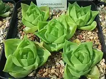 Haworthia cymbiformis has light green, even-coloured, boat-shaped leaves ("cymbiformis" = "boat shaped").