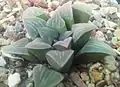 Haworthia mutica has one or two lines and a pale, cloudy, mat surface on its compact, slightly rounded ("mutica") leaves.