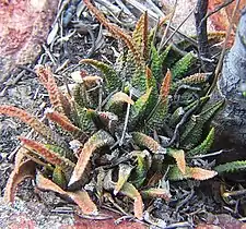 Haworthiopsis scabra var. scabra; the type form in habitat