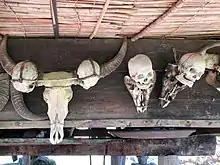 Headhunting skulls collected as trophies during blood feuds, displayed at the Hiwang Native House Inn near Banaue, Ifugao