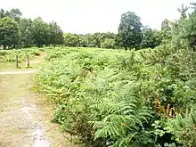 Mole Gap to Reigate Escarpment