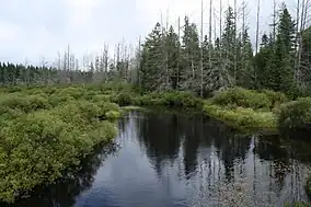 Headwaters Wilderness in the Nicolet National Forest, the Pine River