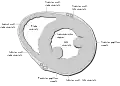 Heart normal short axis echo