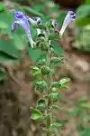 Detail of inflorescence