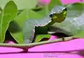 Caterpillar of great orange tip resembling the common green vine snake (Ahaetulla nasuta)