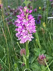 Image 2A Hebridean spotted orchid in machair on LewisCredit: Etherp