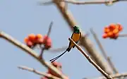 sunbird with metallic green upperparts, yellow belly, and two long tail streamers