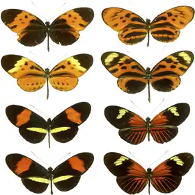 Top four are forms of Heliconius numata, bottom four are H. melpomene and H. erato