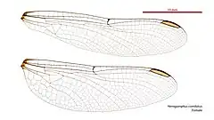 Female wings