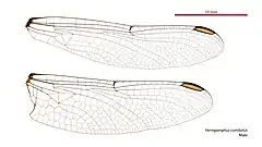 Male wings