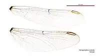 Female wings