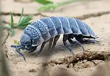 A blue-grey woodlouse on parched desert soil.