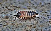 A Shirasi woodlouse on parched desert soil.