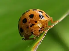 Head on view