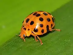 Potato ladybeetle (Cairns, Queensland)