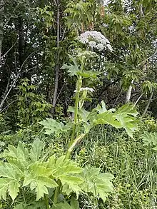 Heracleum maximum Bart. — Cow parsnip