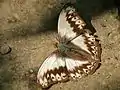 Kibale Forest, Uganda