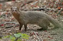 Indian gray mongoose is found at Kalesar