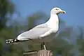 Standing atop a pole