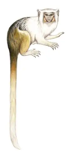 Drawing of gray monkey