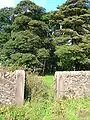 A Hessilhead shelter belt and estate wall.