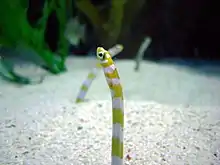 Splendid garden eel from the Wild Reef exhibit