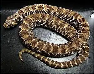 Western hog-nosed snake