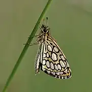 Specimen in southern France