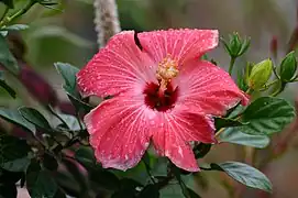 One of the many flowering plants at the zoo