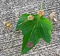 Seed on leaf