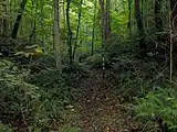 The Highland Rim Trail in mid-Summer