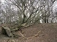 HillFort South Weald