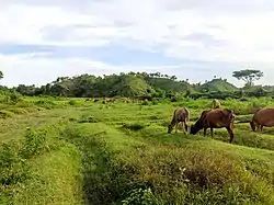 Hills in Madarsha Union