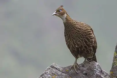 Himalayan monal(Lophophorus impejanus ♀)