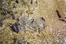 Two spotted stingrays with many other fish splashing in the surf