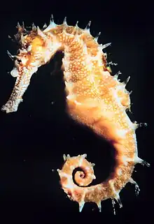 The slowest-moving fishes are the sea horses, often found in reefs. The slowest of these, the dwarf seahorse, attains about five feet per hour.