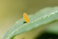 Egg