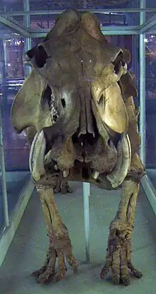 Hippopotamus lemerlei skeleton at the Museum für Naturkunde, Berlin