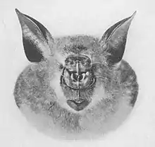 Hipposideros gigas