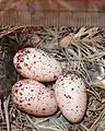 Clutch of H. rustica gutturalis