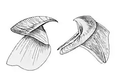 Lower and upper parts of the beak