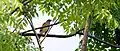 Eyebrowed thrush from Khonoma village in Nagaland, India