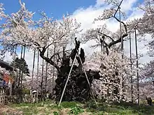 A 2,000 year-old Jindai-zakura