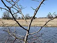 Honey locust tree thorns in Kansas