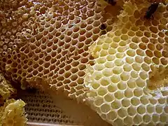 A beehive honeycomb