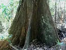 Hopea beccariana