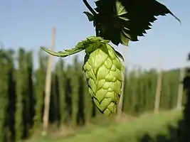 Image 4Hop cone grown in a hop field, Hallertau, Germany (from Brewing)